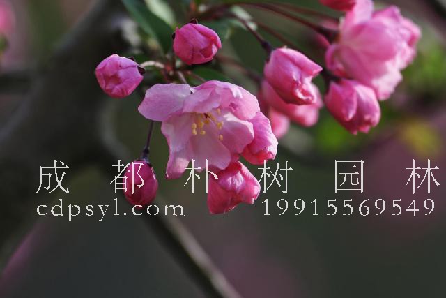 漂亮的海棠花有不同的品种，这五种品种你都认识吗