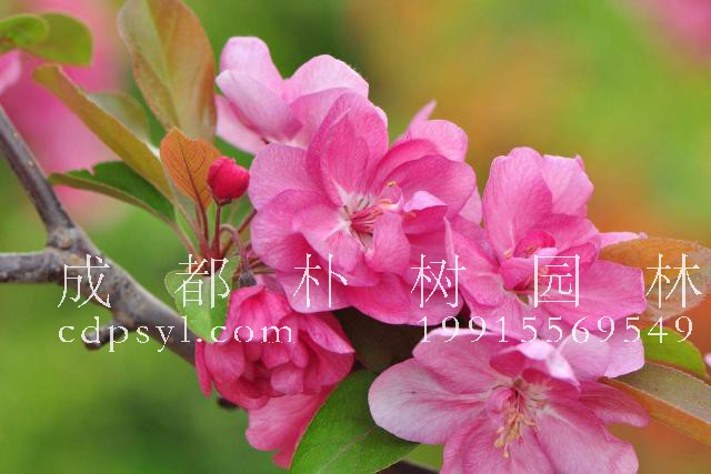 漂亮的海棠花有不同的品种，这五种品种你都认识吗