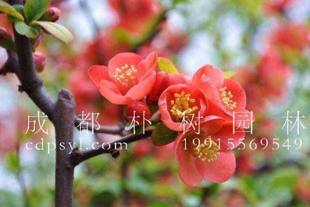 漂亮的海棠花有不同的品种，这五种品种你都认识吗