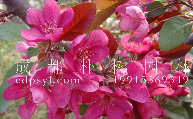 漂亮的海棠花有不同的品种，这五种品种你都认识吗