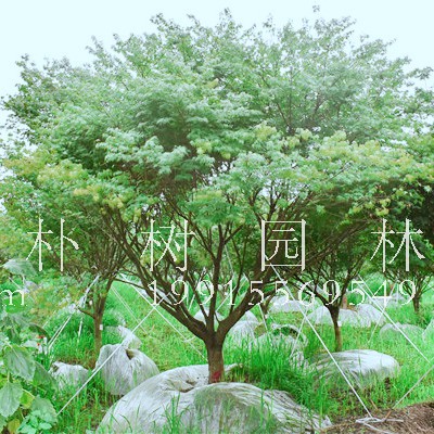 有关鸡爪槭的几个小知识，鸡爪槭有哪些品种类型？