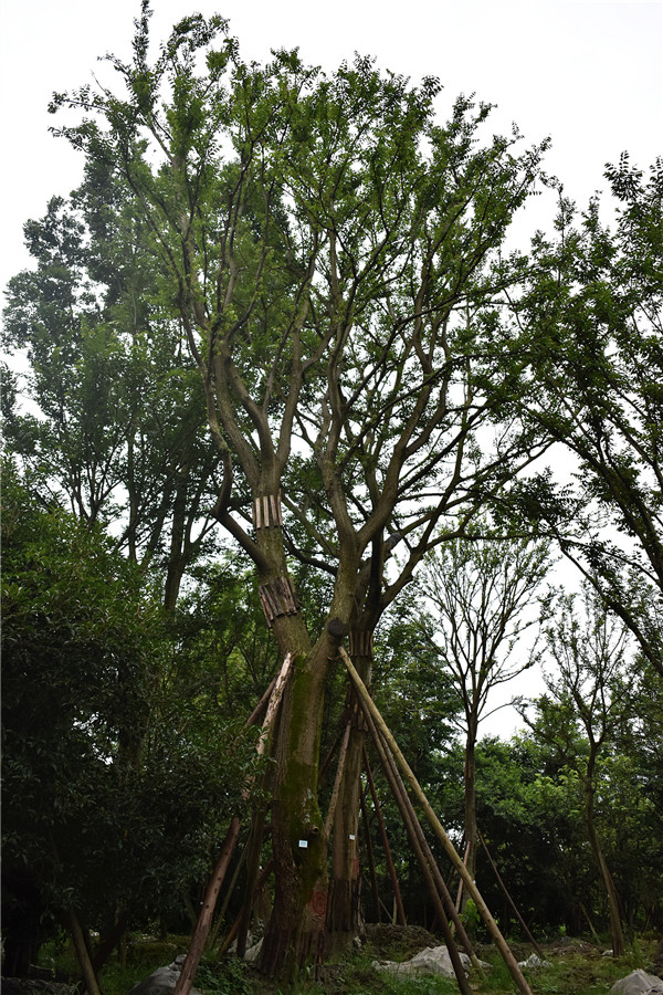 黄连木的功效与作用有哪些？