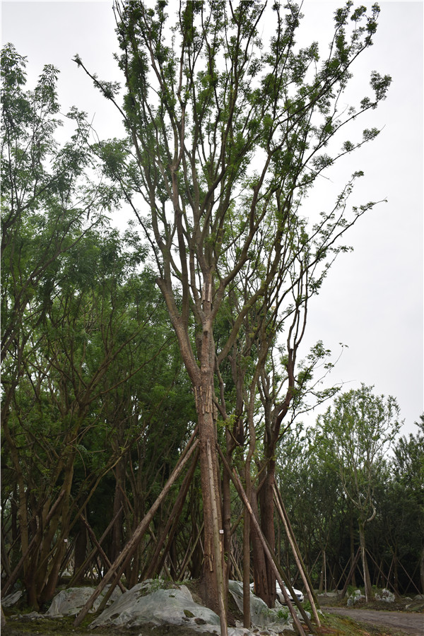 黄连、黄连花和黄连木是同一种植物吗？有哪些区别？