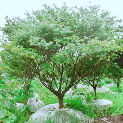 有关鸡爪槭的几个小知识，鸡爪槭有哪些品种类型？