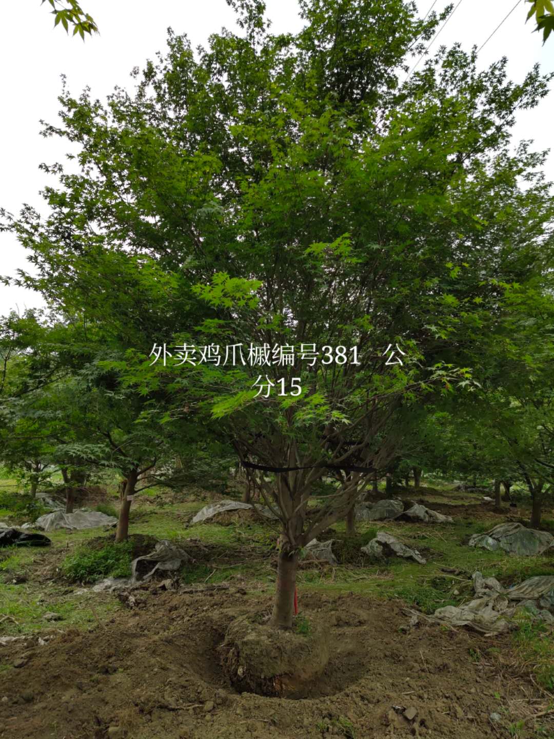 最新鸡爪槭价格表 ，2019年哪里买鸡爪槭最便宜？