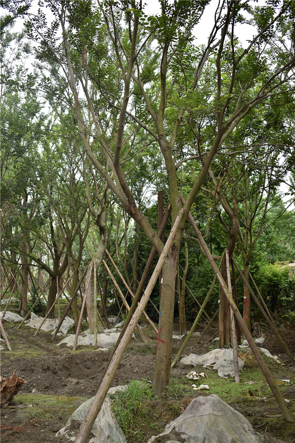 胸径27公分朴树多少钱，胸径27公分朴树产地在哪儿？