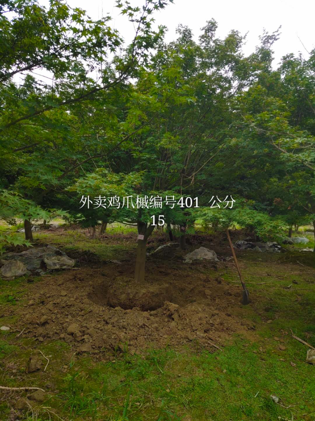 最新12公分鸡爪槭价格，成都哪里买鸡爪槭便宜？