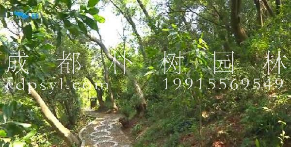 厦门岛森林景观提升改造一期基本完工