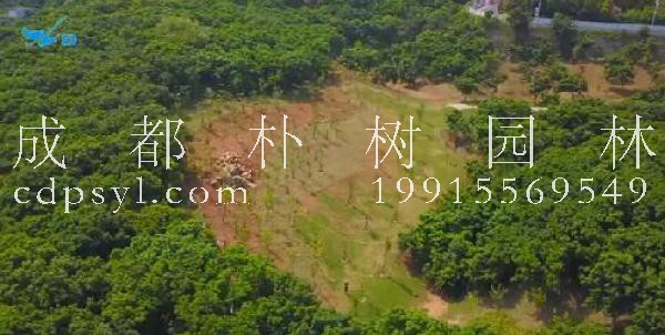 厦门岛森林景观提升改造一期基本完工