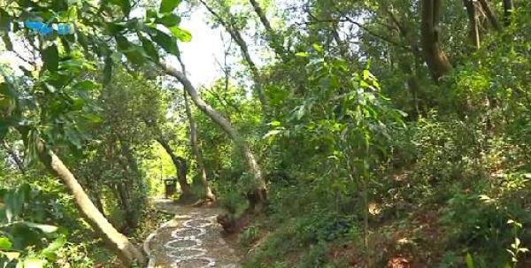 厦门岛森林景观提升改造一期基本完工