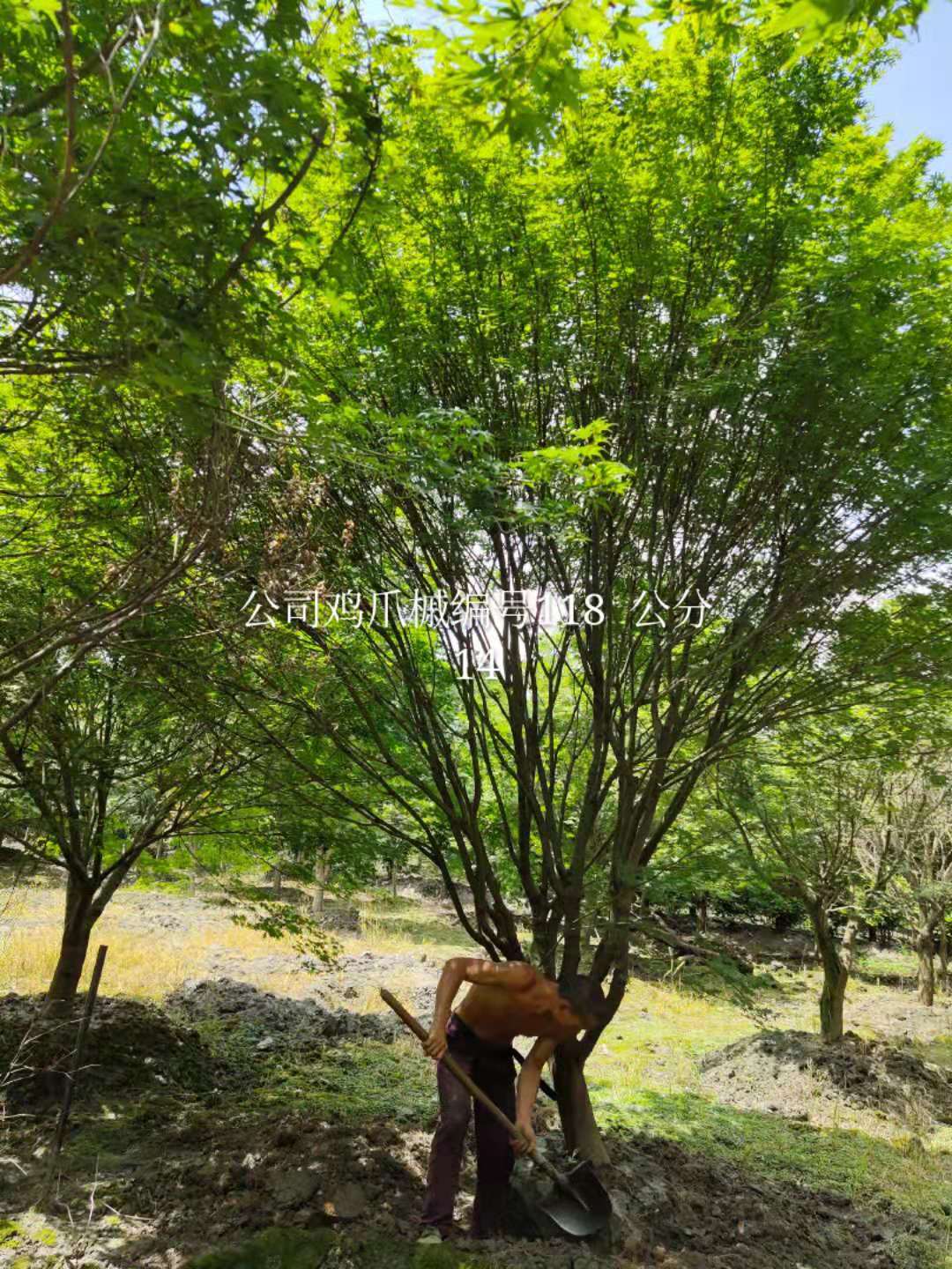  胸径为7公分的鸡爪槭价格，鸡爪槭哪里可以买到？