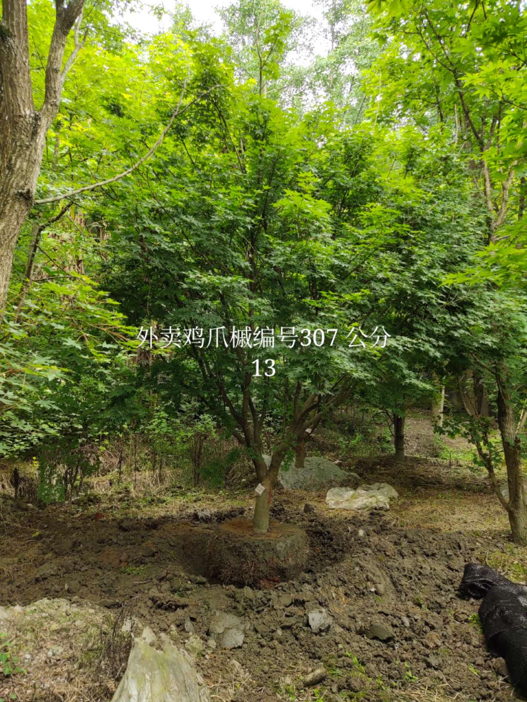 市场上鸡爪槭价格，鸡爪槭原产地是哪里？