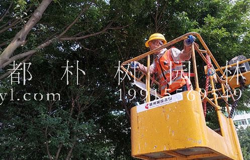赣州：百名园林工日挥舞手锯1000多次 只为城区绿树美容