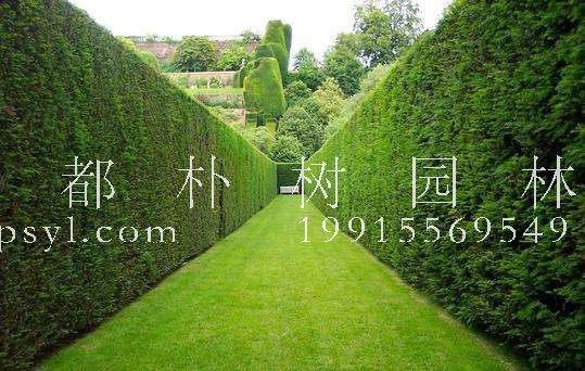 庭院绿篱是什么？常用植物有哪些？