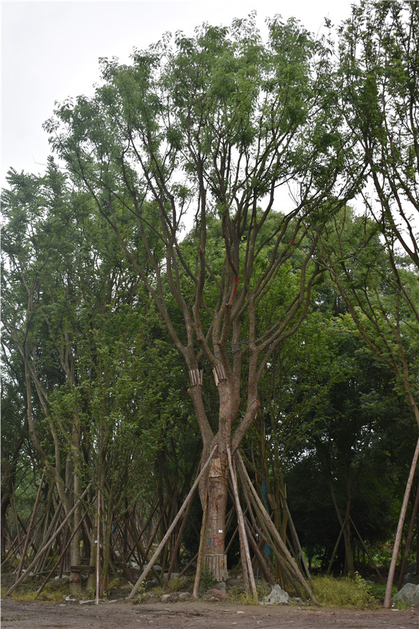 米径64公分黄连木价格，米径64公分黄连木哪儿有卖？