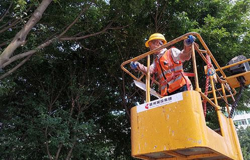 赣州：百名园林工日挥舞手锯1000多次 只为城区绿树美容