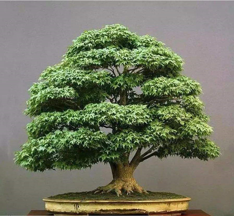 小叶鸡爪槭盆景价格，鸡爪槭怎么种