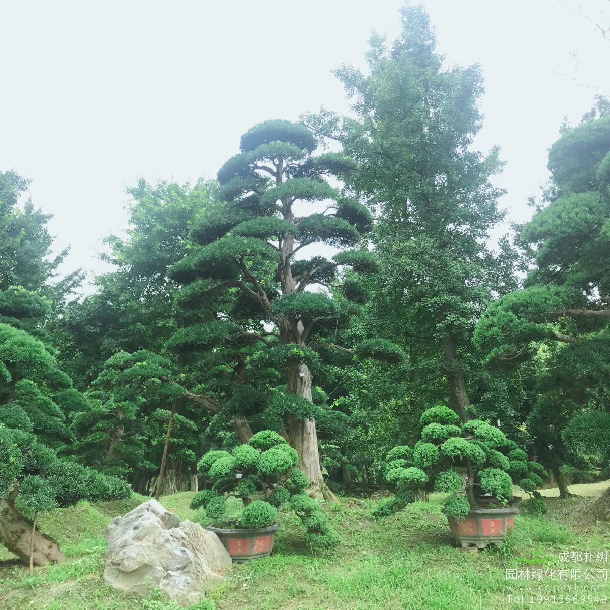 绿化苗木种植的设计思路要遵循哪些原则？