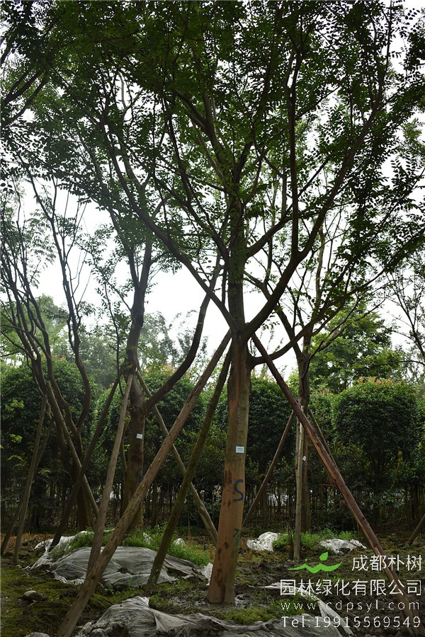 行道绿化，适合种植哪些苗木比较好？成活率高？