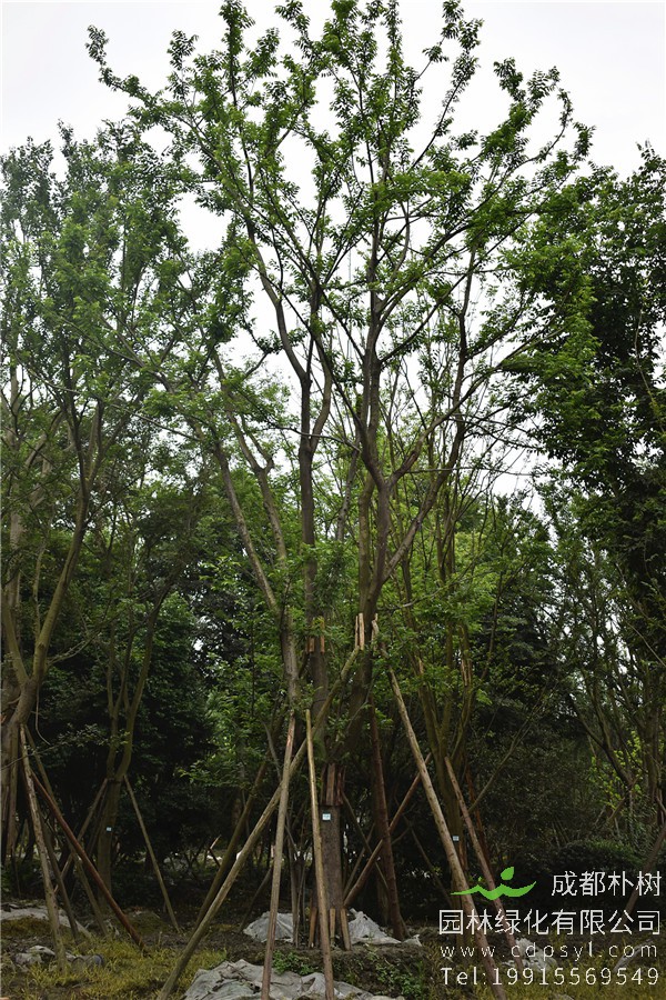 朴树种植方法，朴树种植过程中要注意哪些事项？