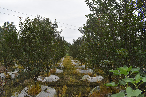 未来几年，种植什么苗木比较赚钱？