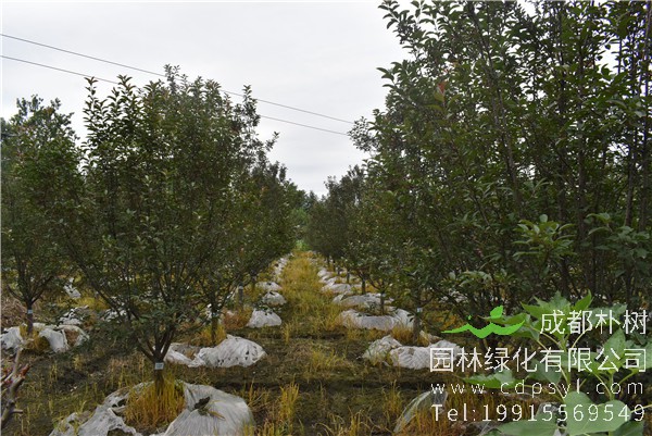 未来几年，种植什么苗木比较赚钱？