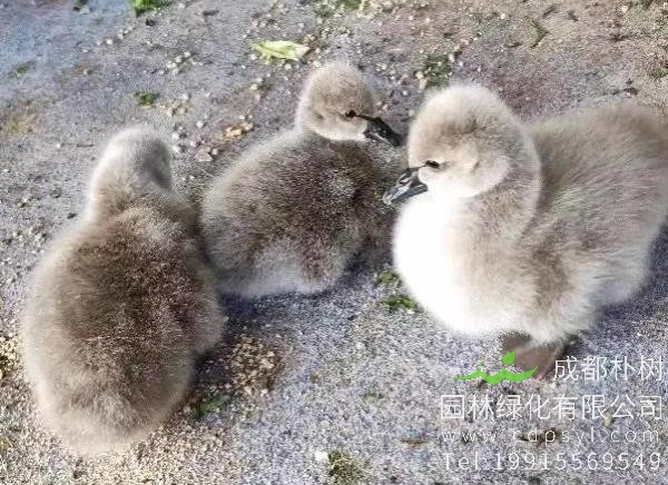 厦门重金为三只新出生的小天鹅起名字