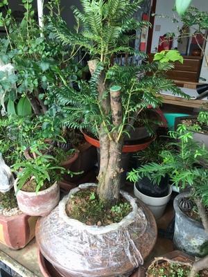 香榧在园林绿化建设中的应用有哪些？