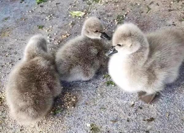 厦门重金为三只新出生的小天鹅起名字