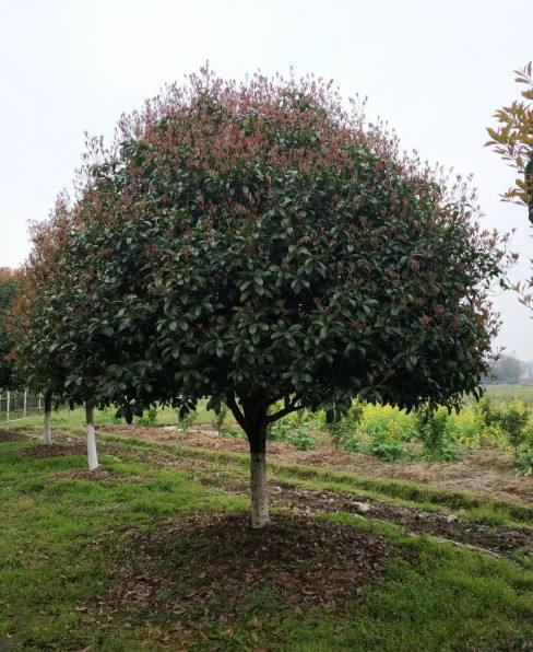 3种街道常见“绿化树”，选根枝条“高压扦插”，做成盆景价值贵