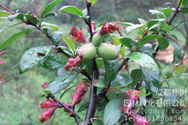 贴梗海棠的养护有哪些要点？