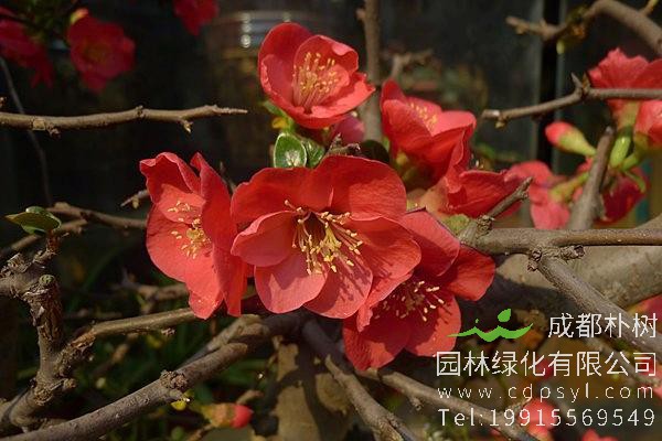 贴梗海棠的品种有哪些？