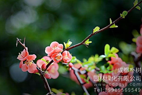 贴梗海棠的功效和作用有哪些？