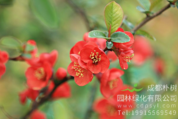 贴梗海棠的繁殖方法有哪些？