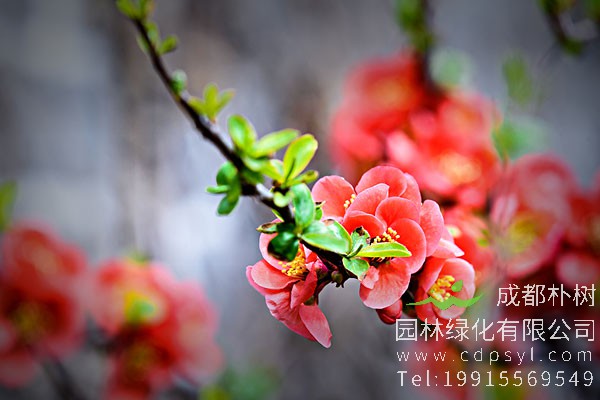 贴梗海棠的病虫害防治有哪些措施？