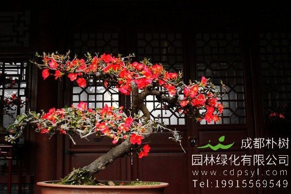 如何制作贴梗海棠盆景？