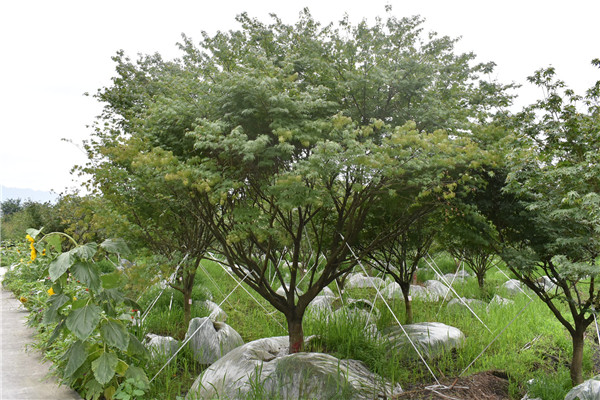 鸡爪槭栽培技术介绍，如何种植鸡爪槭？
