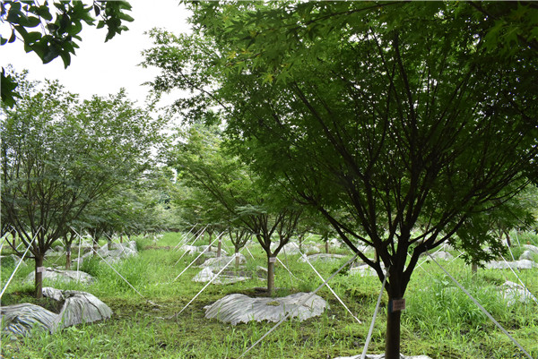 鸡爪槭的整形修剪技巧有哪些？