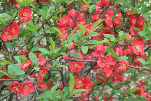 什么是贴梗海棠？别名是什么？原产地在哪儿？