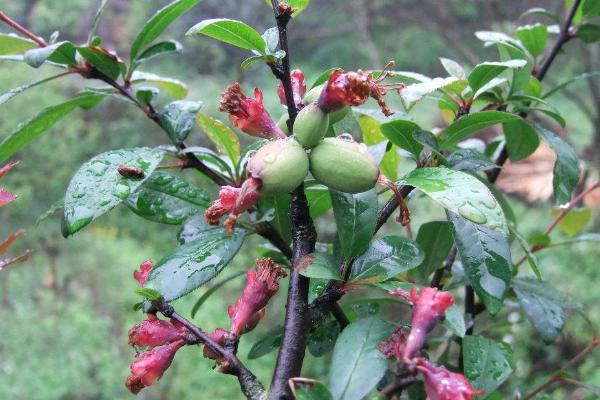 贴梗海棠的养护有哪些要点？