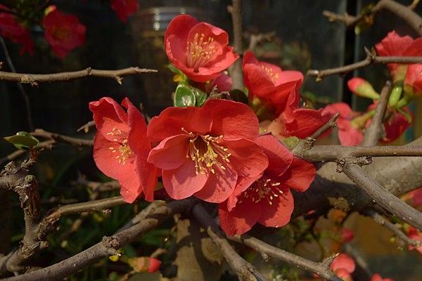 贴梗海棠的品种有哪些？