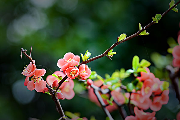 贴梗海棠的功效和作用有哪些？