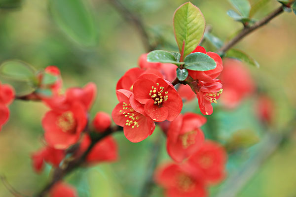 贴梗海棠的繁殖方法有哪些？