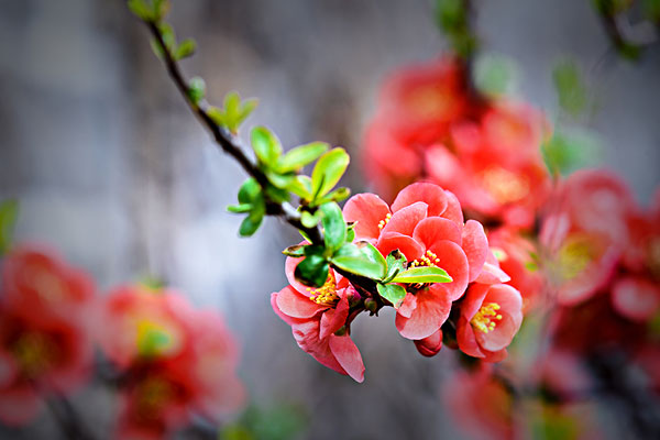 贴梗海棠的病虫害防治有哪些措施？