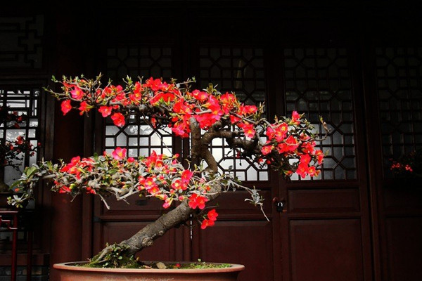 如何制作贴梗海棠盆景？