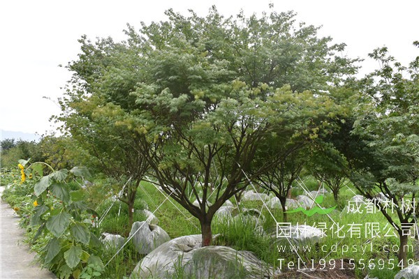 鸡爪槭栽培技术介绍，如何种植鸡爪槭？