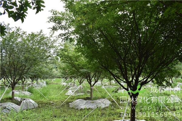 鸡爪槭的整形修剪技巧有哪些？