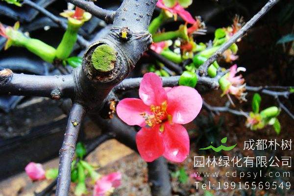 木瓜海棠与贴梗海棠的区别有哪些？