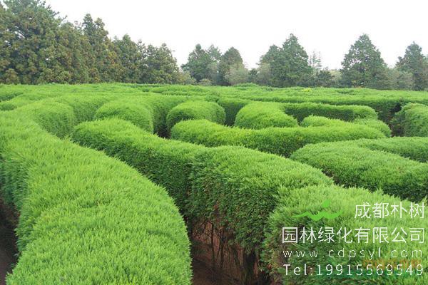 绿化苗木秋季养护管理需要注意哪些事项？