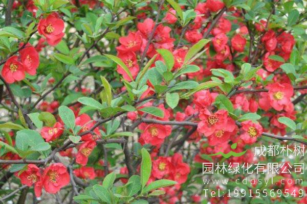 木瓜海棠苗栽培方法有哪些？